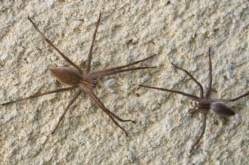 Réf. 281 943 : Pisaura mirabilis